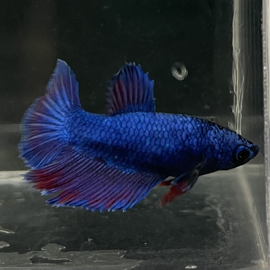 the-fish-farm Female Betta Female Betta - One Only - G Choose your own Female Betta at The Fish Farm Australia