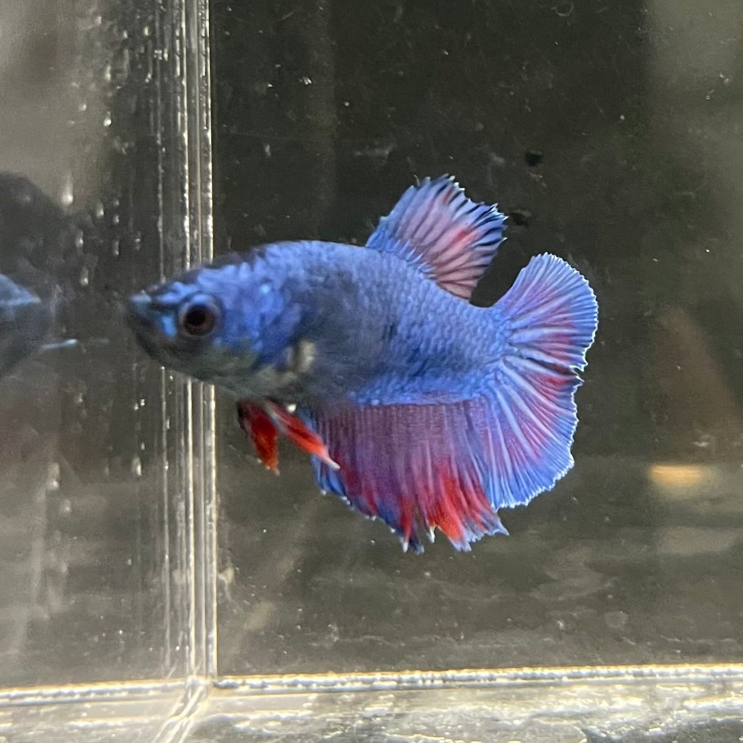 the-fish-farm Female Betta Female Betta - One Only - G Choose your own Female Betta at The Fish Farm Australia