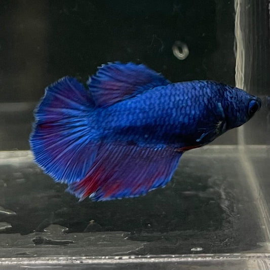 the-fish-farm Female Betta Female Betta - One Only - G Choose your own Female Betta at The Fish Farm Australia