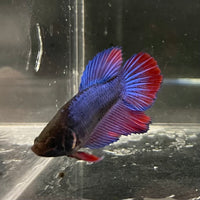 the-fish-farm Female Betta Female Betta - One Only - G Choose your own Female Betta at The Fish Farm Australia