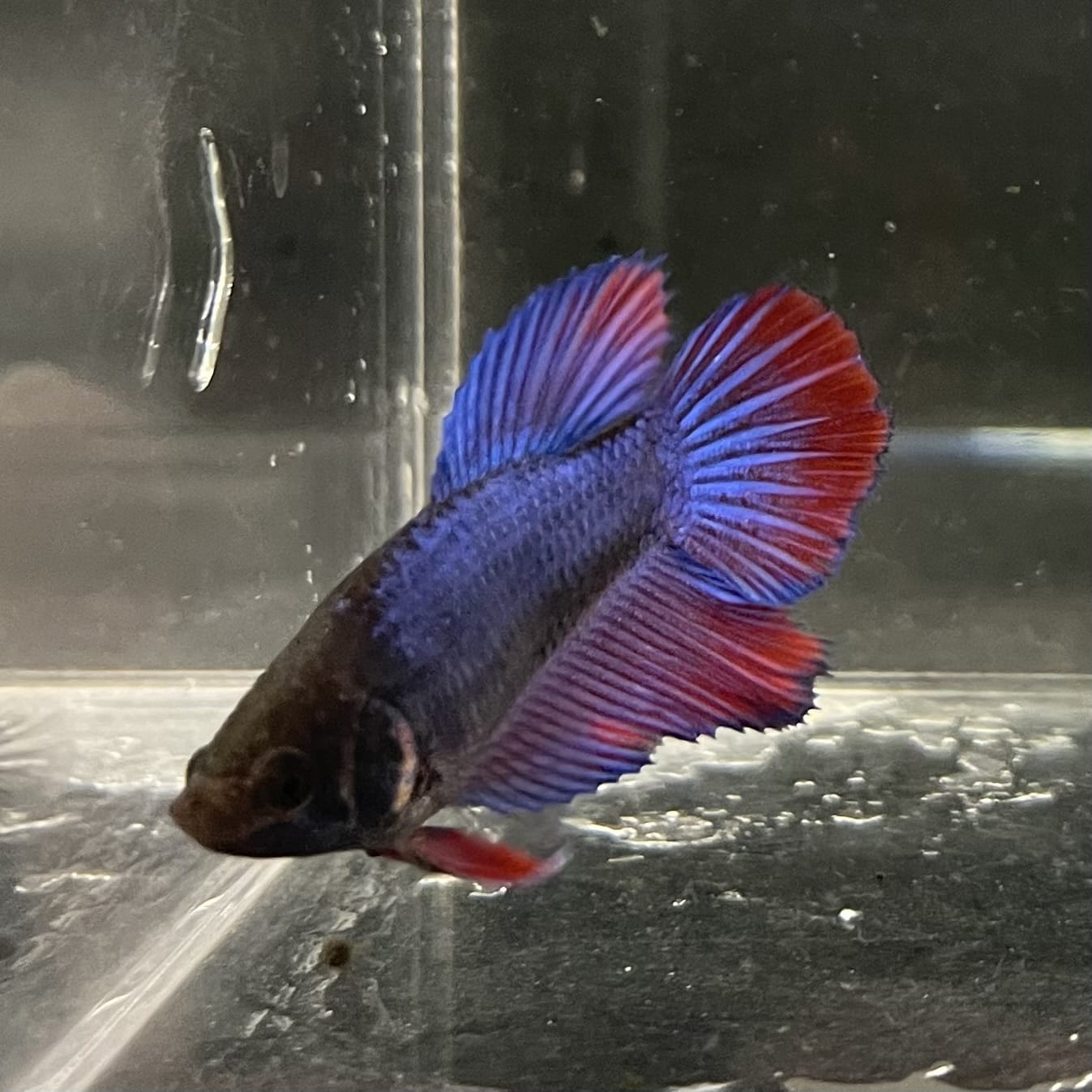 the-fish-farm Female Betta Female Betta - One Only - G Choose your own Female Betta at The Fish Farm Australia