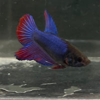 the-fish-farm Female Betta Female Betta - One Only - G Choose your own Female Betta at The Fish Farm Australia