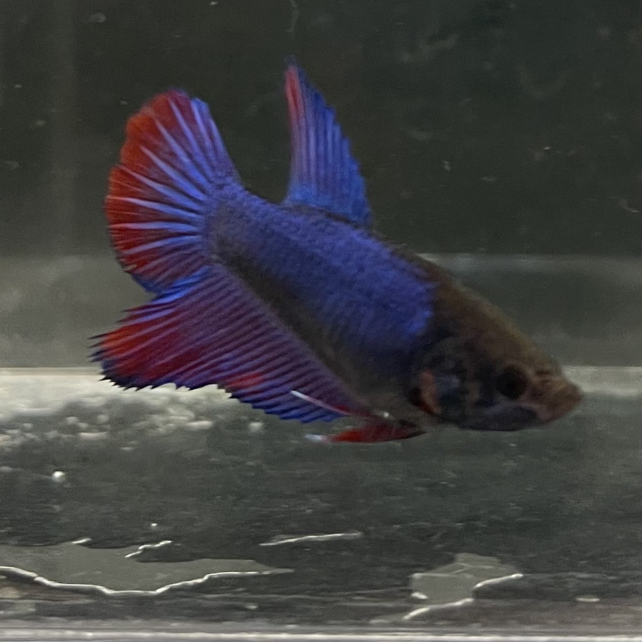 the-fish-farm Female Betta Female Betta - One Only - G Choose your own Female Betta at The Fish Farm Australia