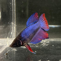 the-fish-farm Female Betta Female Betta - One Only - G Choose your own Female Betta at The Fish Farm Australia