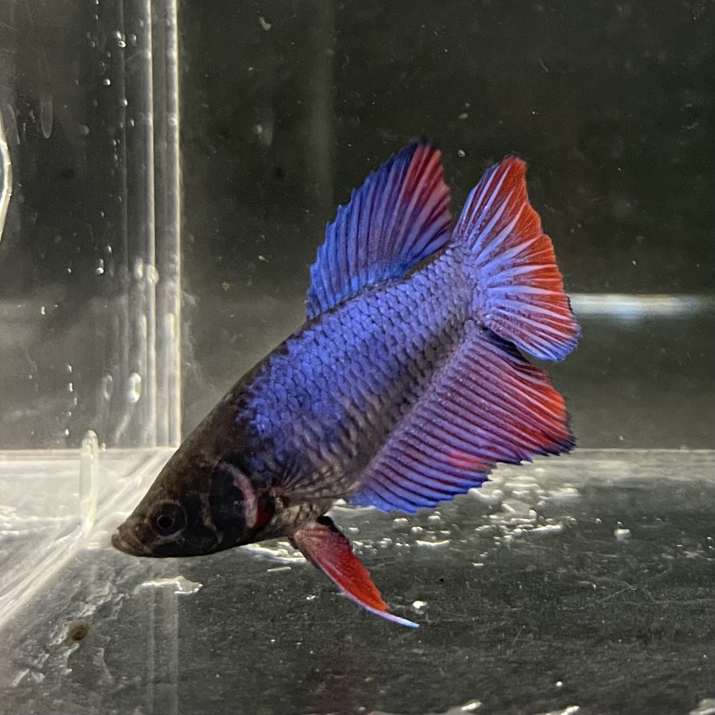 the-fish-farm Female Betta Female Betta - One Only - G Choose your own Female Betta at The Fish Farm Australia