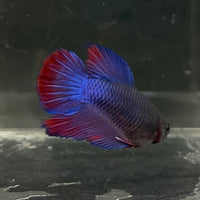 the-fish-farm Female Betta Female Betta - One Only - G Choose your own Female Betta at The Fish Farm Australia