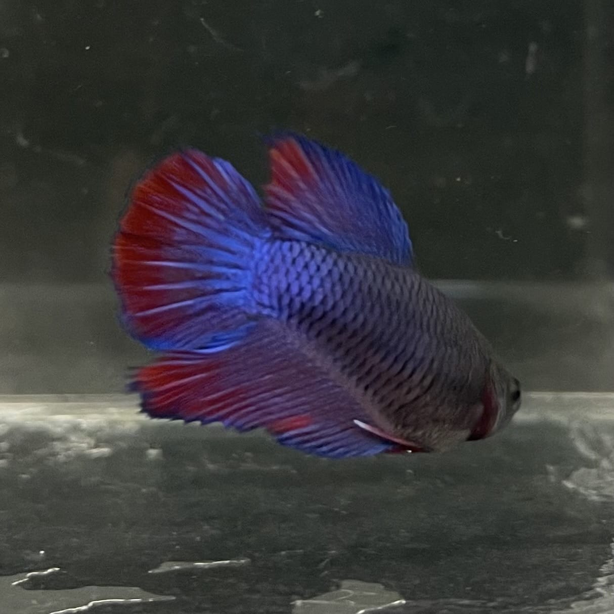 the-fish-farm Female Betta Female Betta - One Only - G Choose your own Female Betta at The Fish Farm Australia