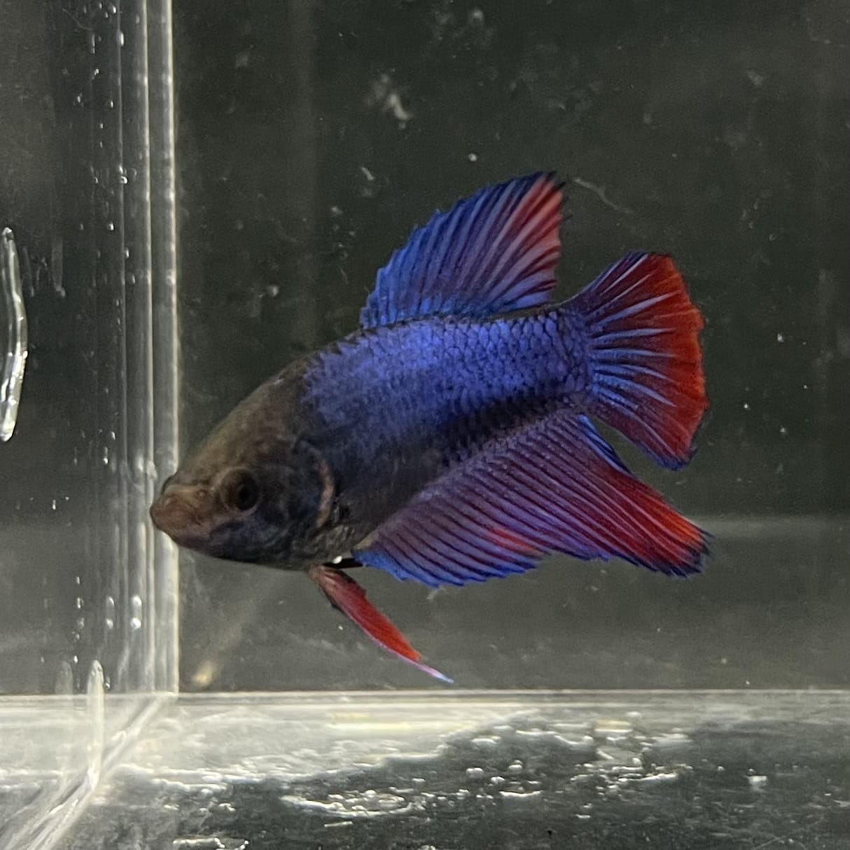 the-fish-farm Female Betta Female Betta - One Only - G Choose your own Female Betta at The Fish Farm Australia
