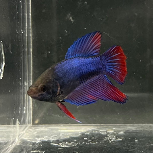 the-fish-farm Female Betta Female Betta - One Only - G Choose your own Female Betta at The Fish Farm Australia