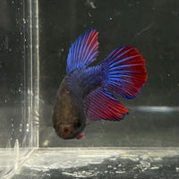 the-fish-farm Female Betta Female Betta - One Only - G Choose your own Female Betta at The Fish Farm Australia