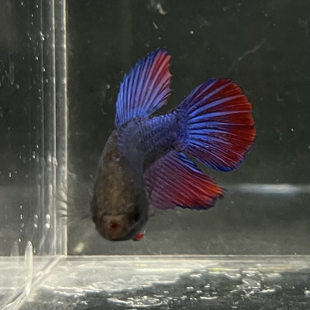 the-fish-farm Female Betta Female Betta - One Only - G Choose your own Female Betta at The Fish Farm Australia
