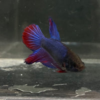 the-fish-farm Female Betta Female Betta - One Only - G Choose your own Female Betta at The Fish Farm Australia