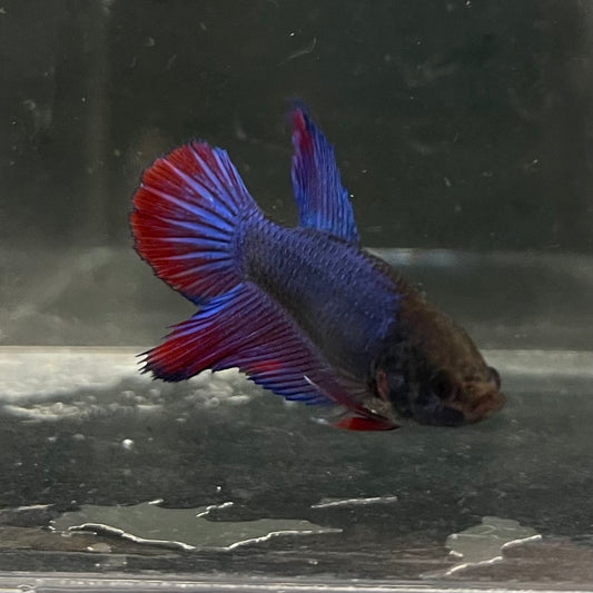 the-fish-farm Female Betta Female Betta - One Only - G Choose your own Female Betta at The Fish Farm Australia