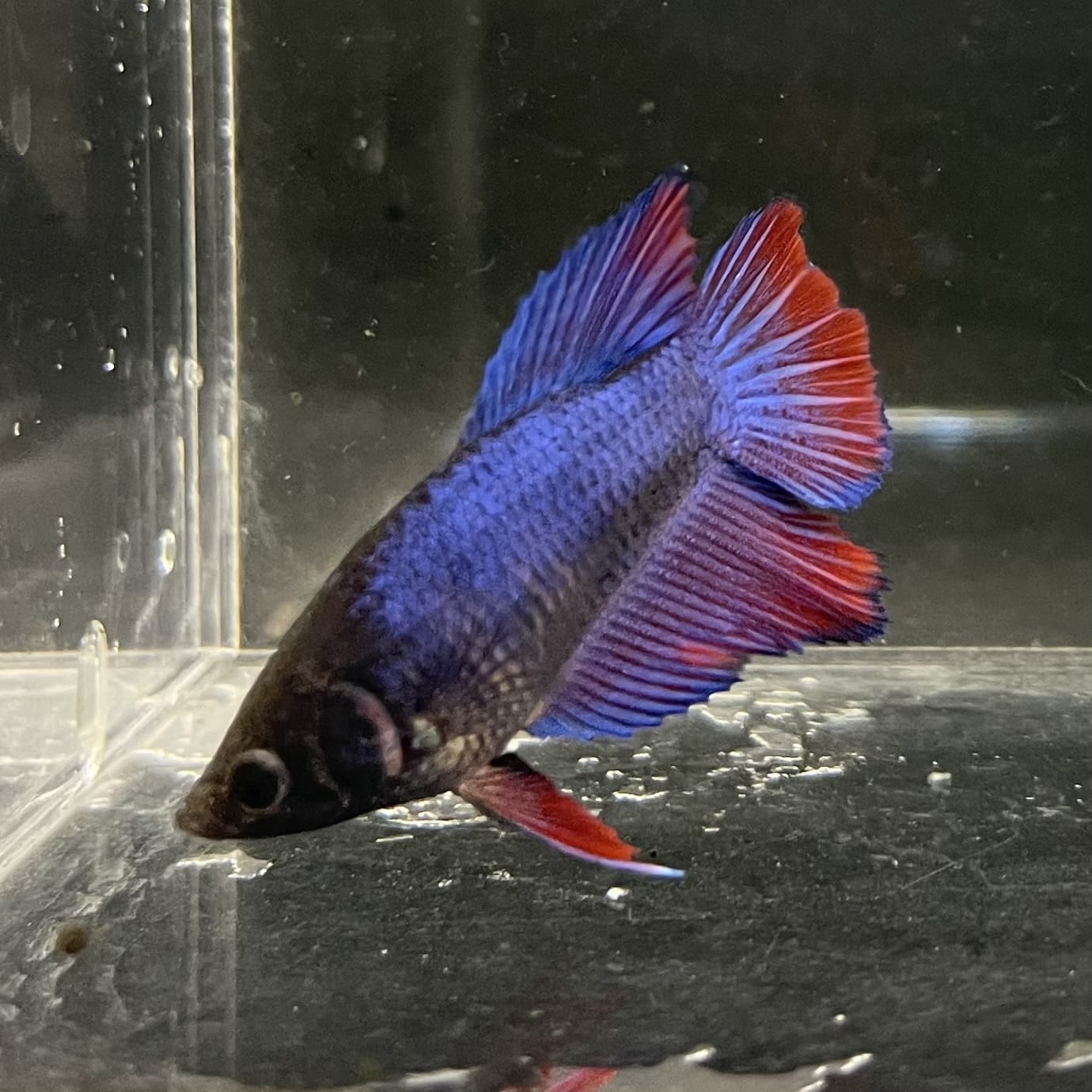 the-fish-farm Female Betta Female Betta - One Only - G Choose your own Female Betta at The Fish Farm Australia