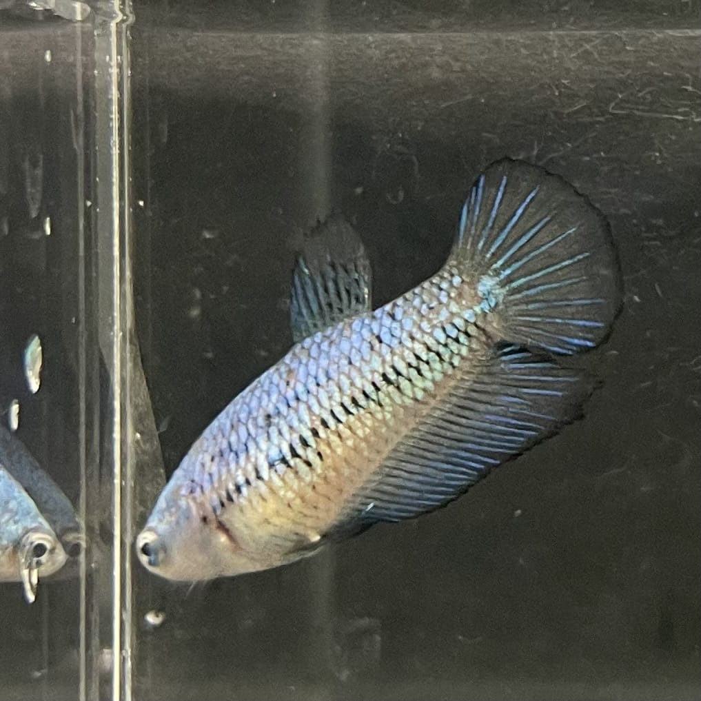 the-fish-farm Female Betta Female Betta - One Only - G Choose your own Female Betta at The Fish Farm Australia