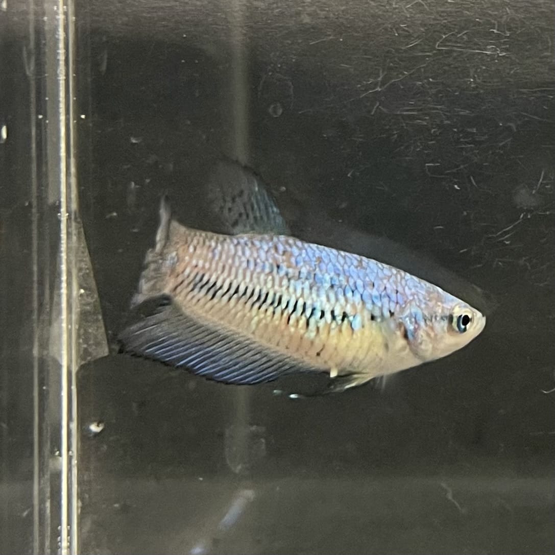 the-fish-farm Female Betta Female Betta - One Only - G Choose your own Female Betta at The Fish Farm Australia