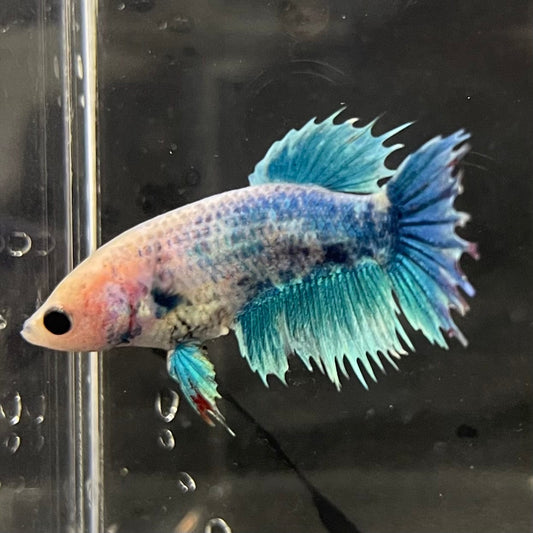 the-fish-farm Female Betta Female Betta - One Only - H Choose your own Female Betta at The Fish Farm Australia