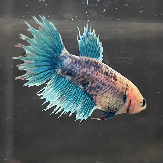 the-fish-farm Female Betta Female Betta - One Only - H Choose your own Female Betta at The Fish Farm Australia