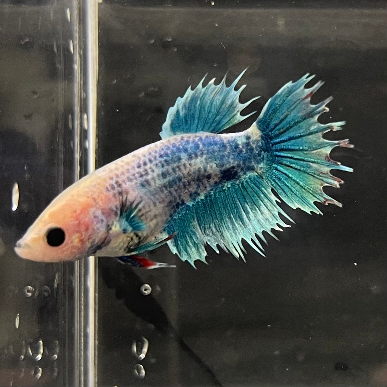 the-fish-farm Female Betta Female Betta - One Only - H Choose your own Female Betta at The Fish Farm Australia