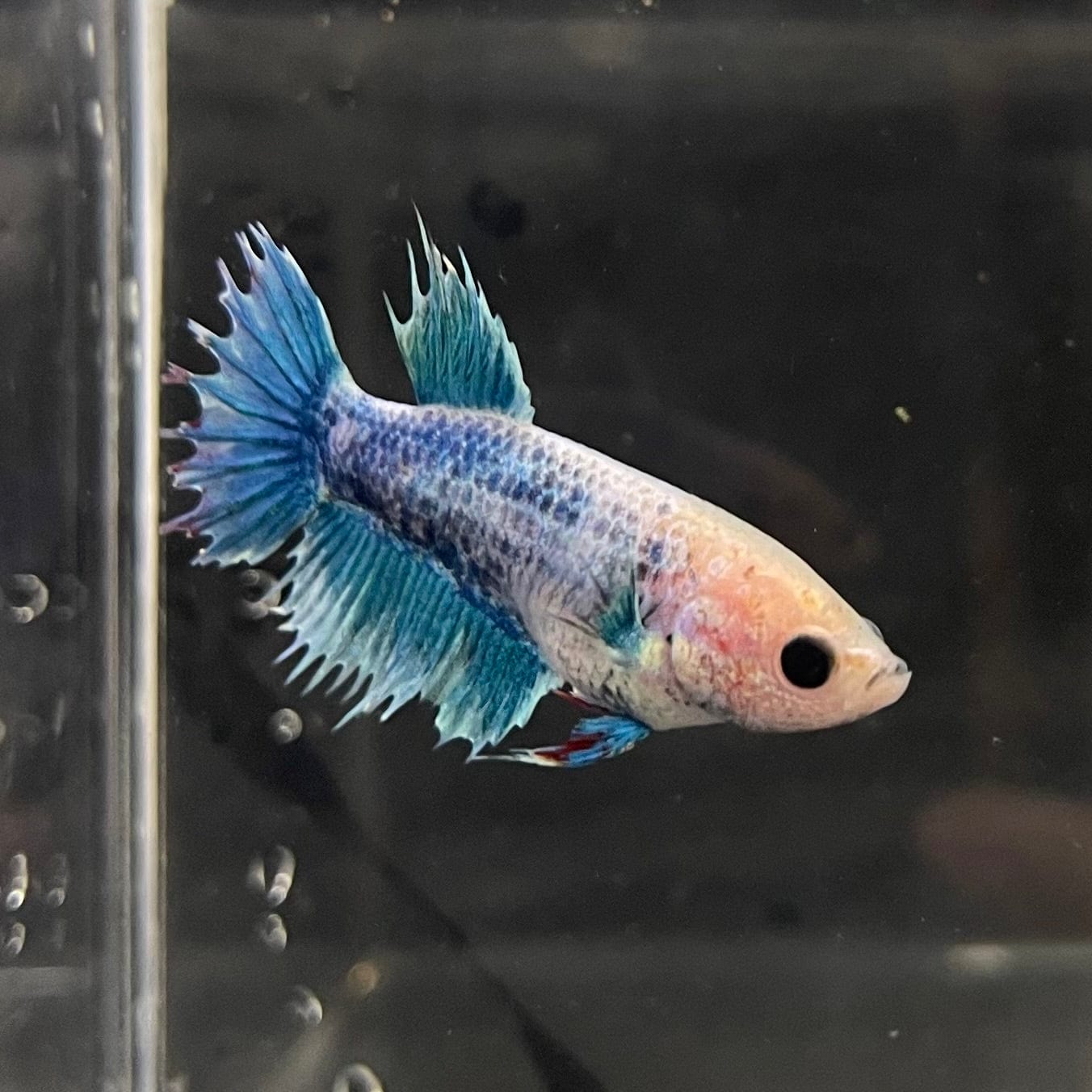 the-fish-farm Female Betta Female Betta - One Only - H Choose your own Female Betta at The Fish Farm Australia