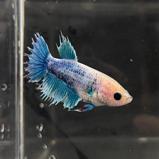 the-fish-farm Female Betta Female Betta - One Only - H Choose your own Female Betta at The Fish Farm Australia