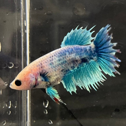 the-fish-farm Female Betta Female Betta - One Only - H Choose your own Female Betta at The Fish Farm Australia