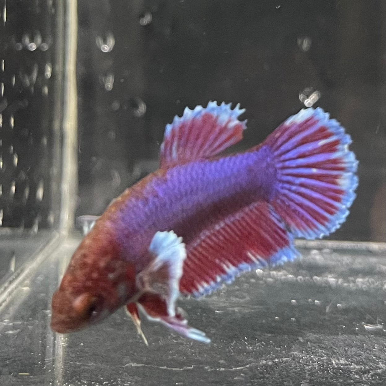 the-fish-farm Female Betta Female Betta - One Only - H Choose your own Female Betta at The Fish Farm Australia