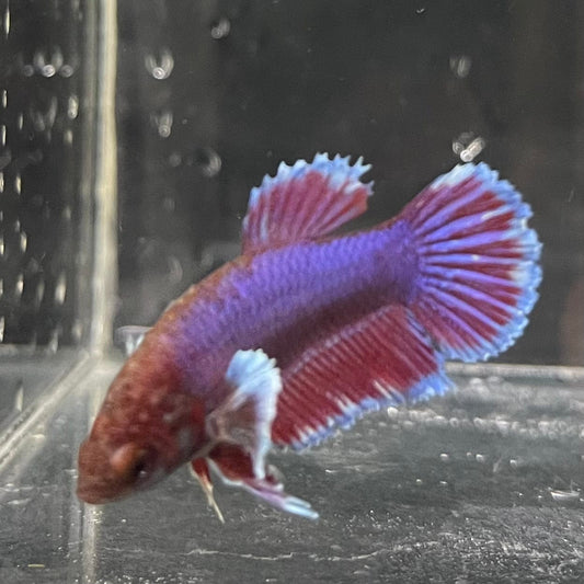 the-fish-farm Female Betta Female Betta - One Only - H Choose your own Female Betta at The Fish Farm Australia