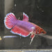 the-fish-farm Female Betta Female Betta - One Only - H Choose your own Female Betta at The Fish Farm Australia