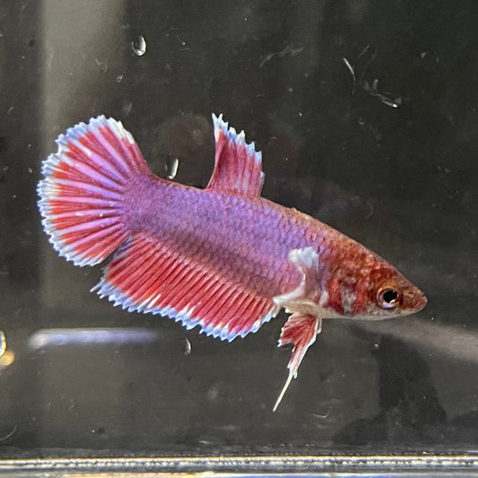 the-fish-farm Female Betta Female Betta - One Only - H Choose your own Female Betta at The Fish Farm Australia
