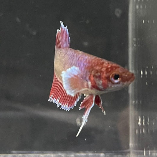 the-fish-farm Female Betta Female Betta - One Only - H Choose your own Female Betta at The Fish Farm Australia