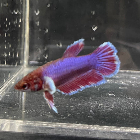 the-fish-farm Female Betta Female Betta - One Only - H Choose your own Female Betta at The Fish Farm Australia
