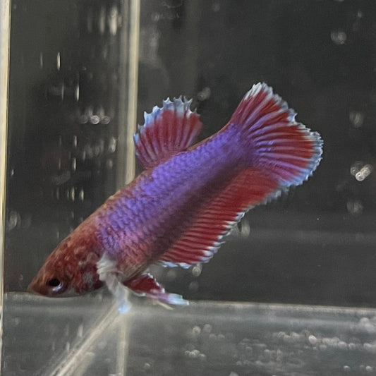 the-fish-farm Female Betta Female Betta - One Only - H Choose your own Female Betta at The Fish Farm Australia