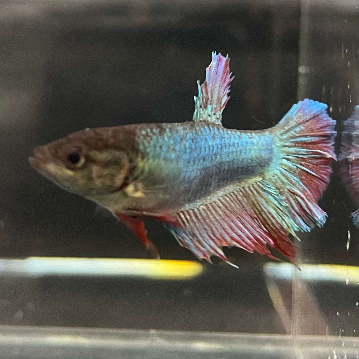 the-fish-farm Female Betta Female Betta - One Only - H Choose your own Female Betta at The Fish Farm Australia
