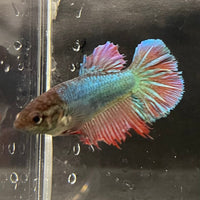 the-fish-farm Female Betta Female Betta - One Only - H Choose your own Female Betta at The Fish Farm Australia
