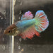 the-fish-farm Female Betta Female Betta - One Only - H Choose your own Female Betta at The Fish Farm Australia