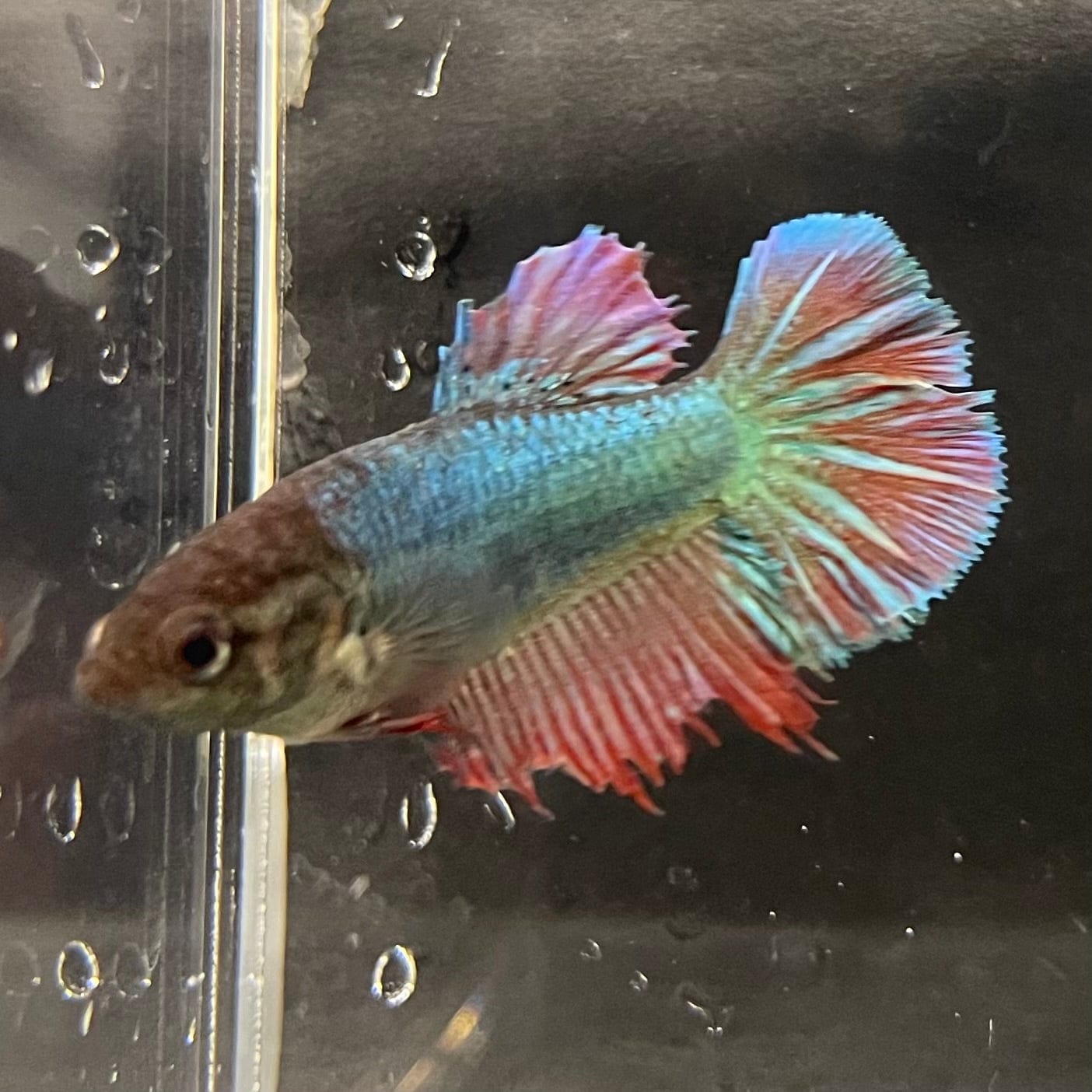 the-fish-farm Female Betta Female Betta - One Only - H Choose your own Female Betta at The Fish Farm Australia