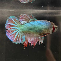 the-fish-farm Female Betta Female Betta - One Only - H Choose your own Female Betta at The Fish Farm Australia