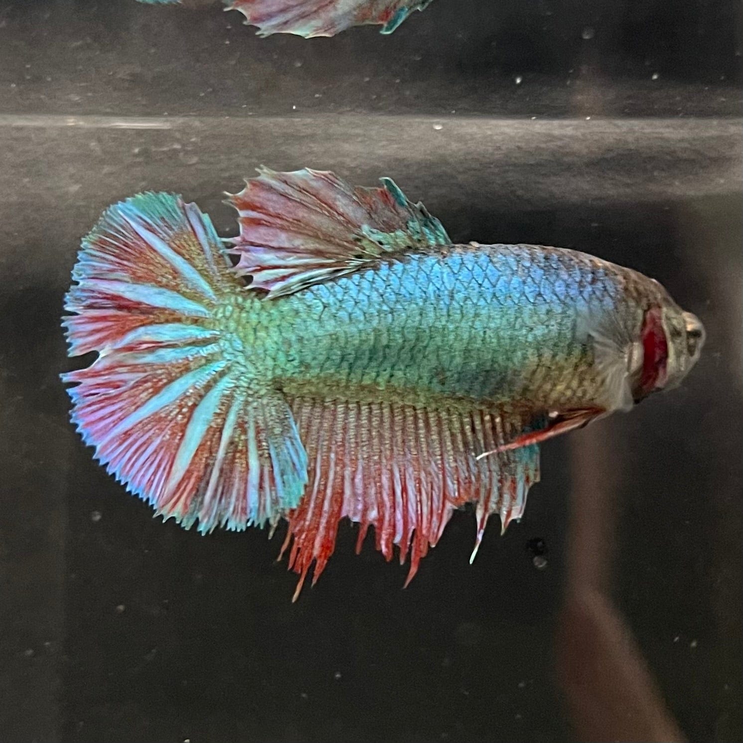 the-fish-farm Female Betta Female Betta - One Only - H Choose your own Female Betta at The Fish Farm Australia