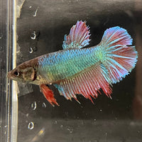 the-fish-farm Female Betta Female Betta - One Only - H Choose your own Female Betta at The Fish Farm Australia