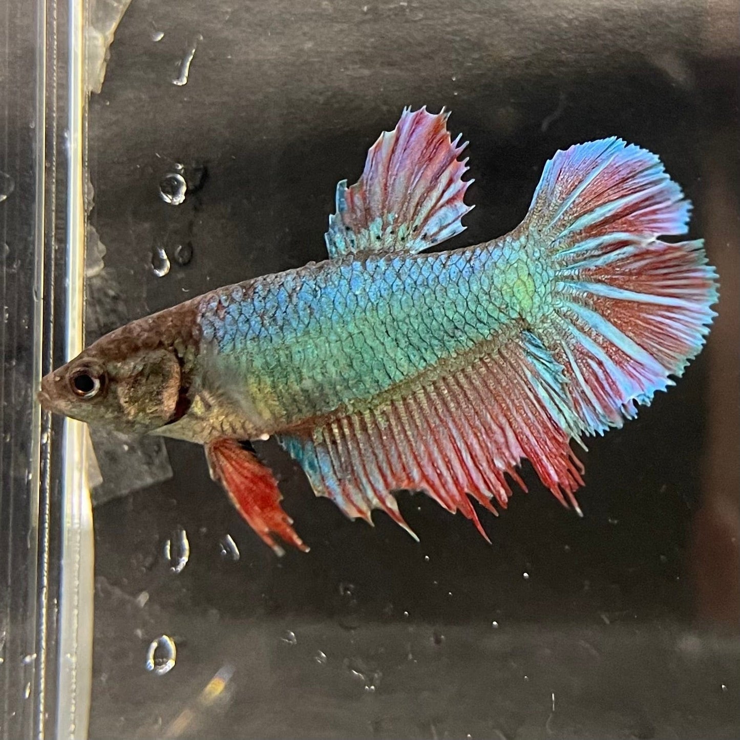 the-fish-farm Female Betta Female Betta - One Only - H Choose your own Female Betta at The Fish Farm Australia