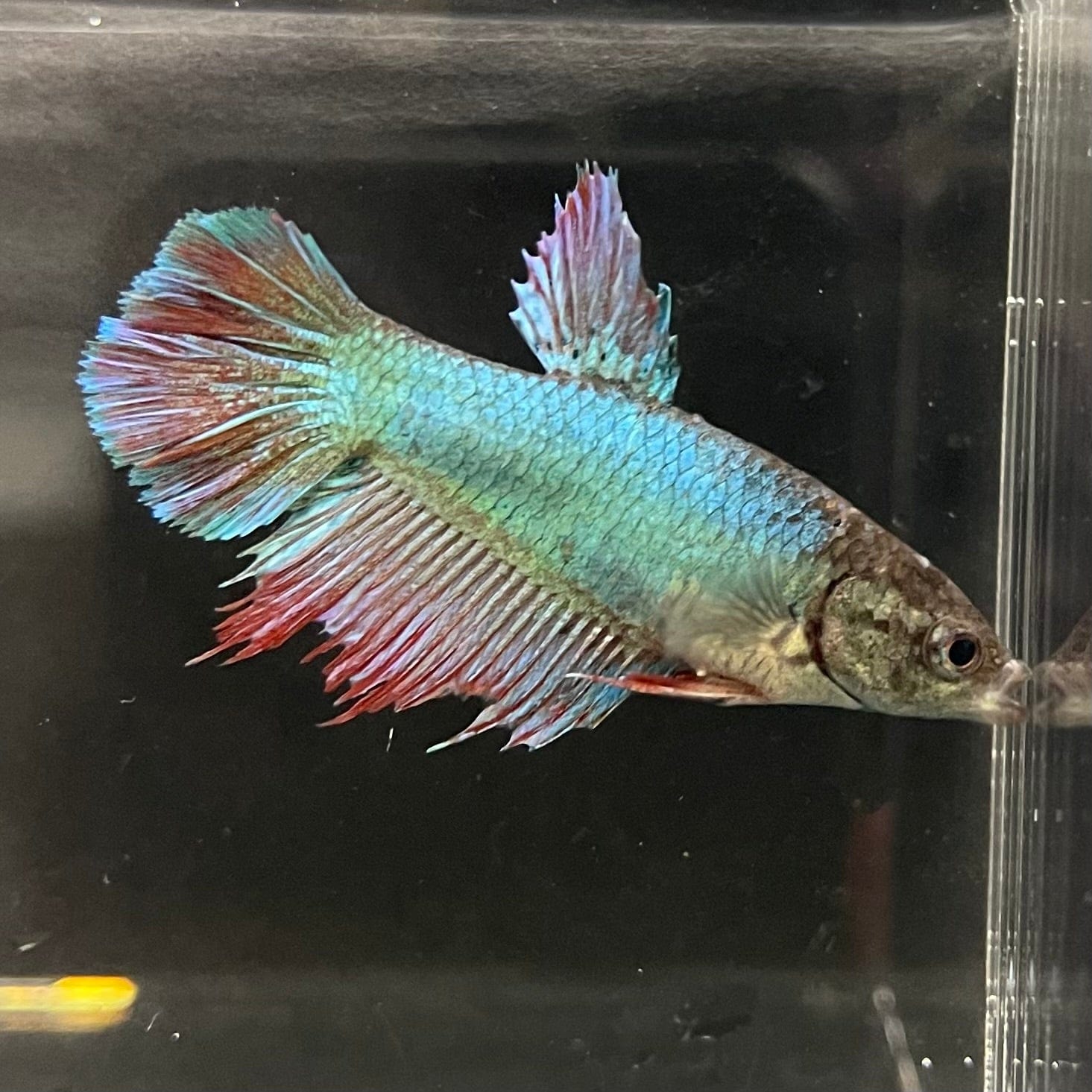 the-fish-farm Female Betta Female Betta - One Only - H Choose your own Female Betta at The Fish Farm Australia