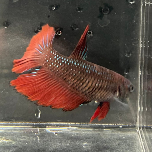 the-fish-farm Female Betta Female Betta - One Only - H Choose your own Female Betta at The Fish Farm Australia