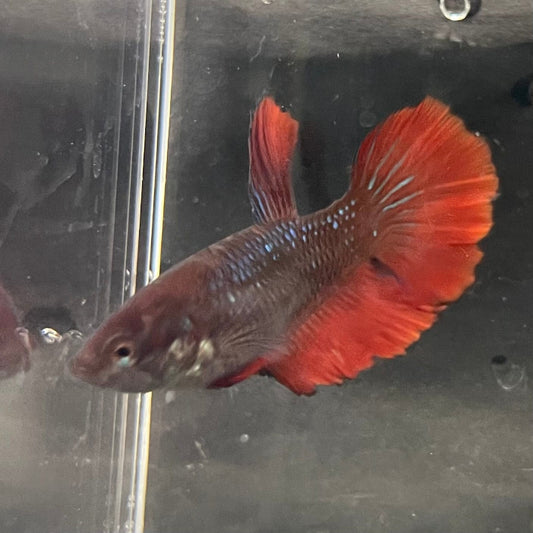 the-fish-farm Female Betta Female Betta - One Only - H Choose your own Female Betta at The Fish Farm Australia