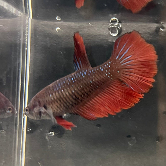 the-fish-farm Female Betta Female Betta - One Only - H Choose your own Female Betta at The Fish Farm Australia