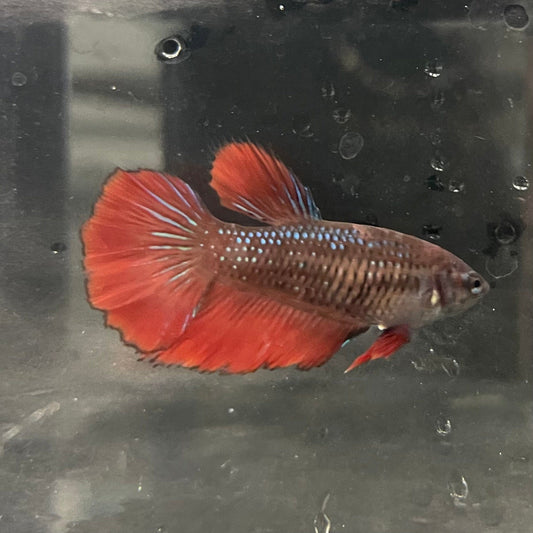 the-fish-farm Female Betta Female Betta - One Only - H Choose your own Female Betta at The Fish Farm Australia