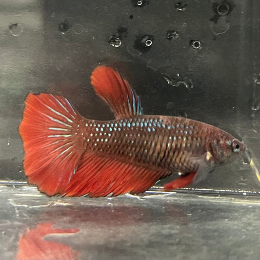 the-fish-farm Female Betta Female Betta - One Only - H Choose your own Female Betta at The Fish Farm Australia
