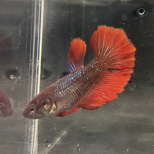 the-fish-farm Female Betta Female Betta - One Only - H Choose your own Female Betta at The Fish Farm Australia