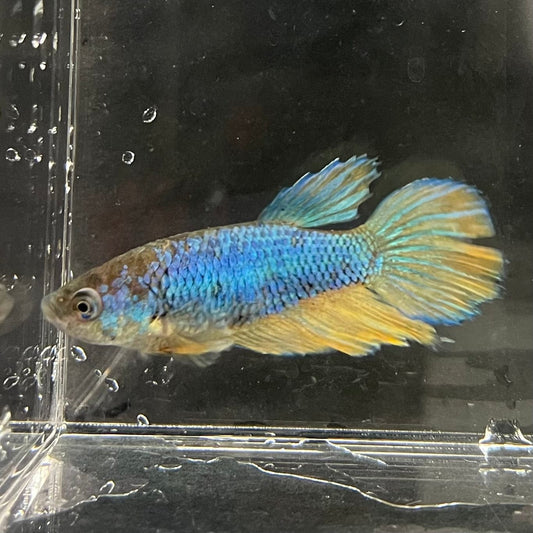 the-fish-farm Female Betta Female Betta - One Only - H Choose your own Female Betta at The Fish Farm Australia