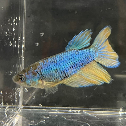 the-fish-farm Female Betta Female Betta - One Only - H Choose your own Female Betta at The Fish Farm Australia